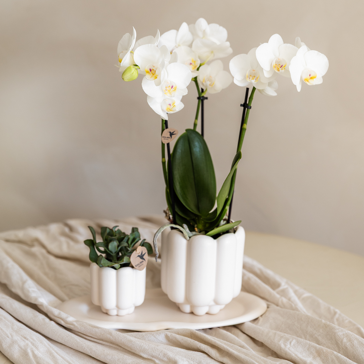 Kolibri Orchids | Set regalo Retro White | Orchidea Gibilterra bianca Ø9cm + pianta verde Ø6cm – inclusi vasi decorativi e vassoio bianco – freschi dal coltivatore