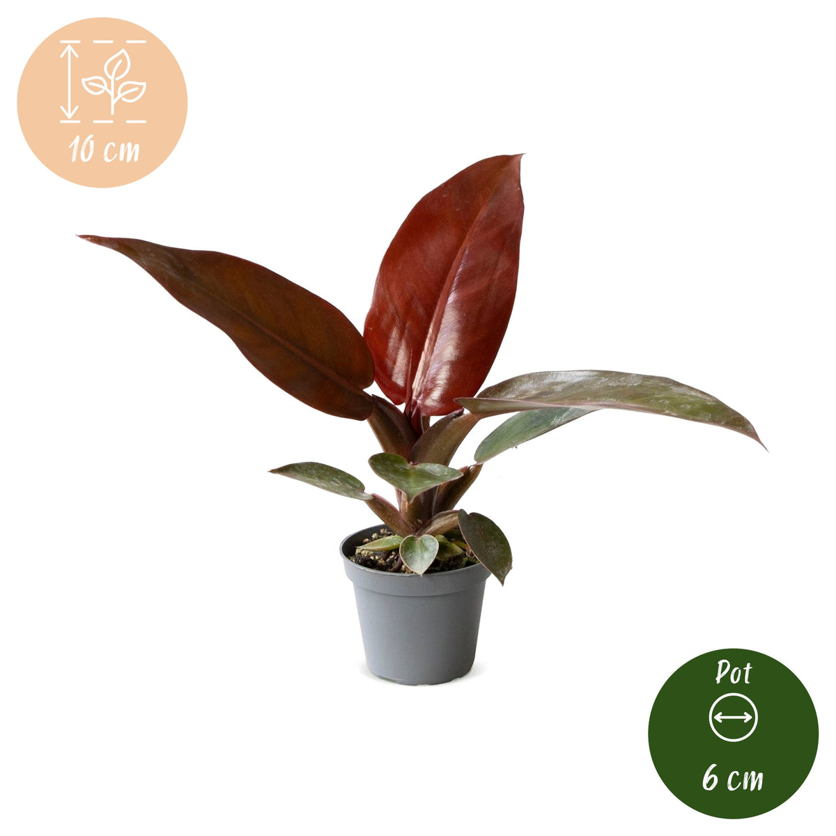 Philodendron Zonrood - Philodendron Sun Red - Groen - Rood - Roze - Tropisch - Ø6cm - ↕10cm
