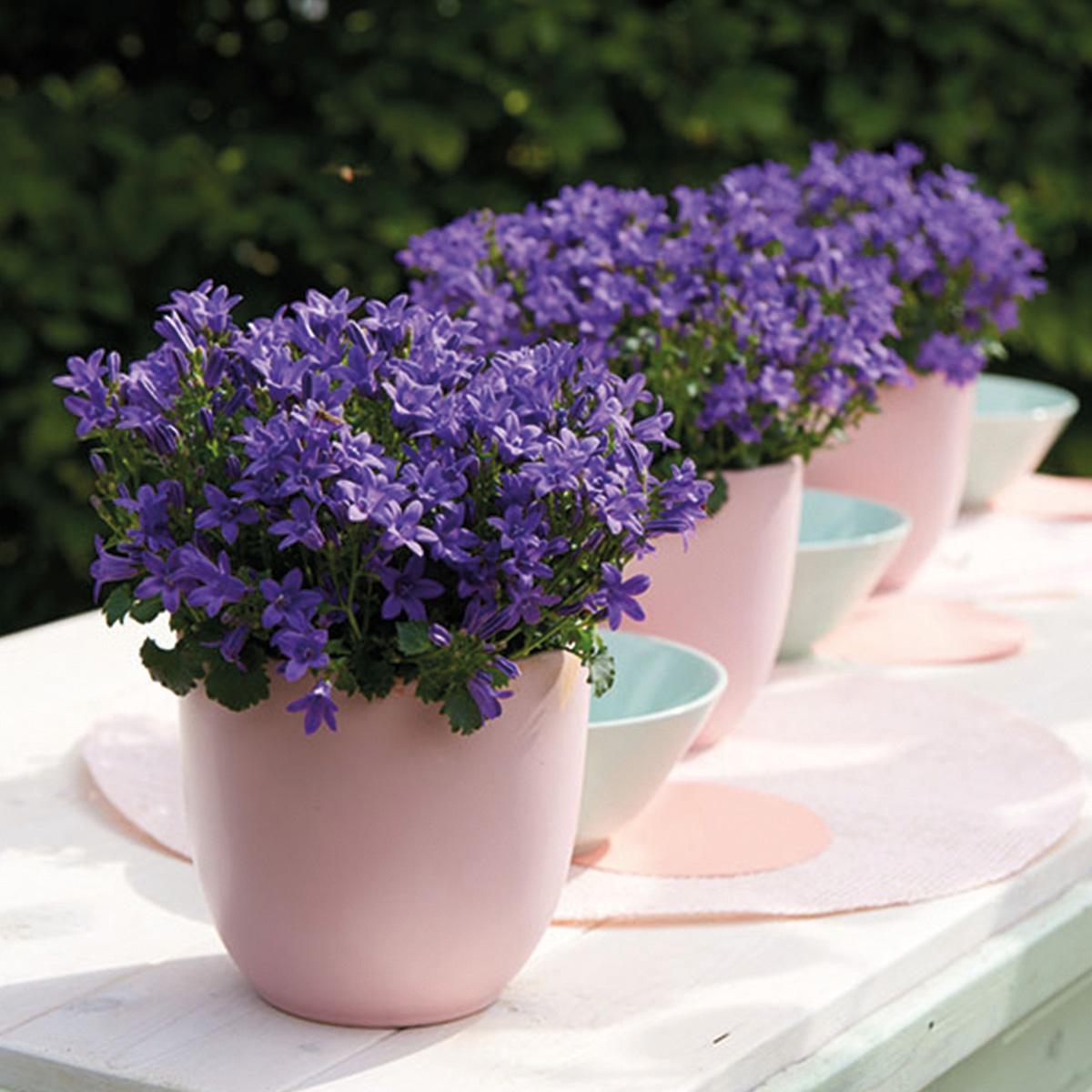 Campanula Addenda - Campanula viola vaso 12cm - pianta perenne - resistente al freddo - Viola
