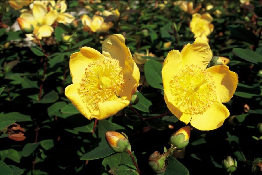 48x Hypericum dummeri 'Peter Dummer' - ↕10-25cm - Ø9cm