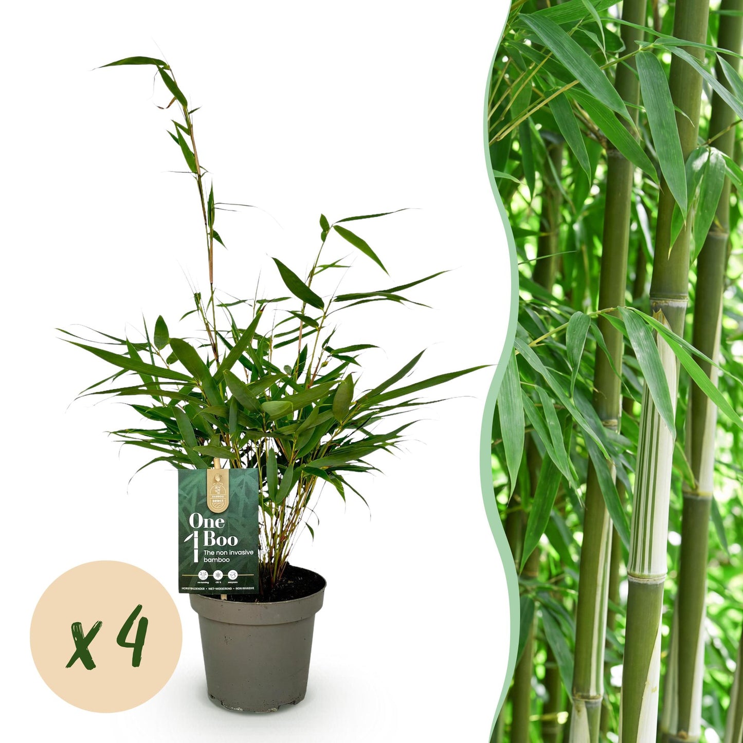 Grassen - Fargesia robusta Pingwu - Niet Woekerende Bamboe - Bladhoudend - Groen - 4 Planten - Pot 14 cm - Hoogte 35 cm