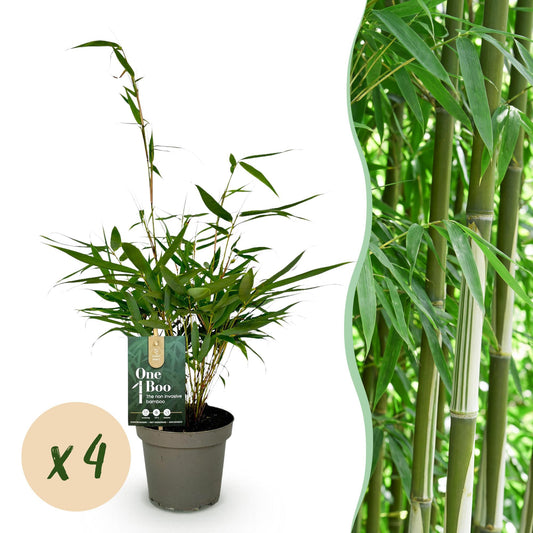 Grasses - Fargesia robusta Pingwu - Non-Spreading Bamboo - Evergreen - Green - 4 Plants - Pot 14 cm - Height 35 cm