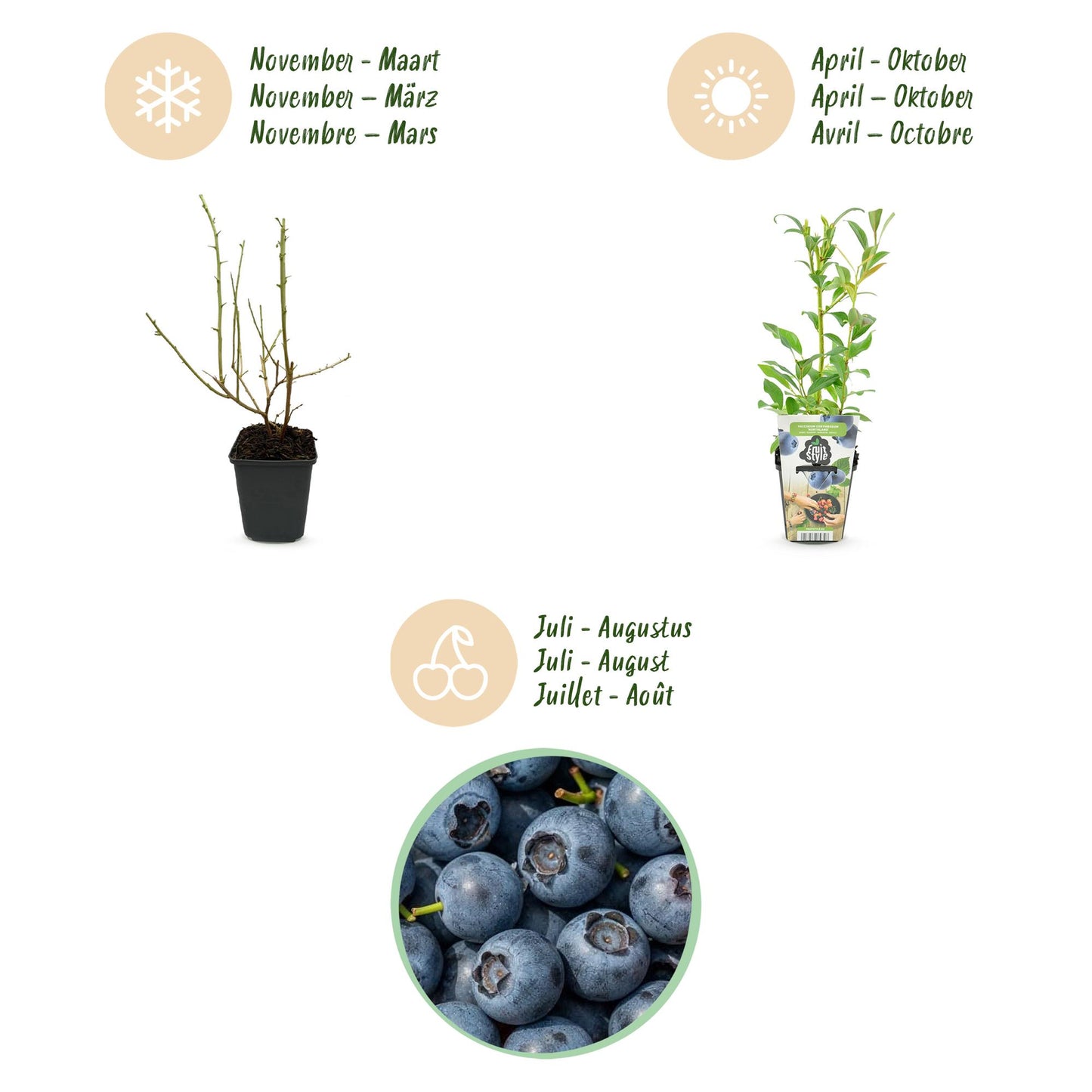 Fruit Plants - Blueberry - Vaccinium corymbosum Northland - Hardy - 6 Plants - Pot 9 cm - Blueberry