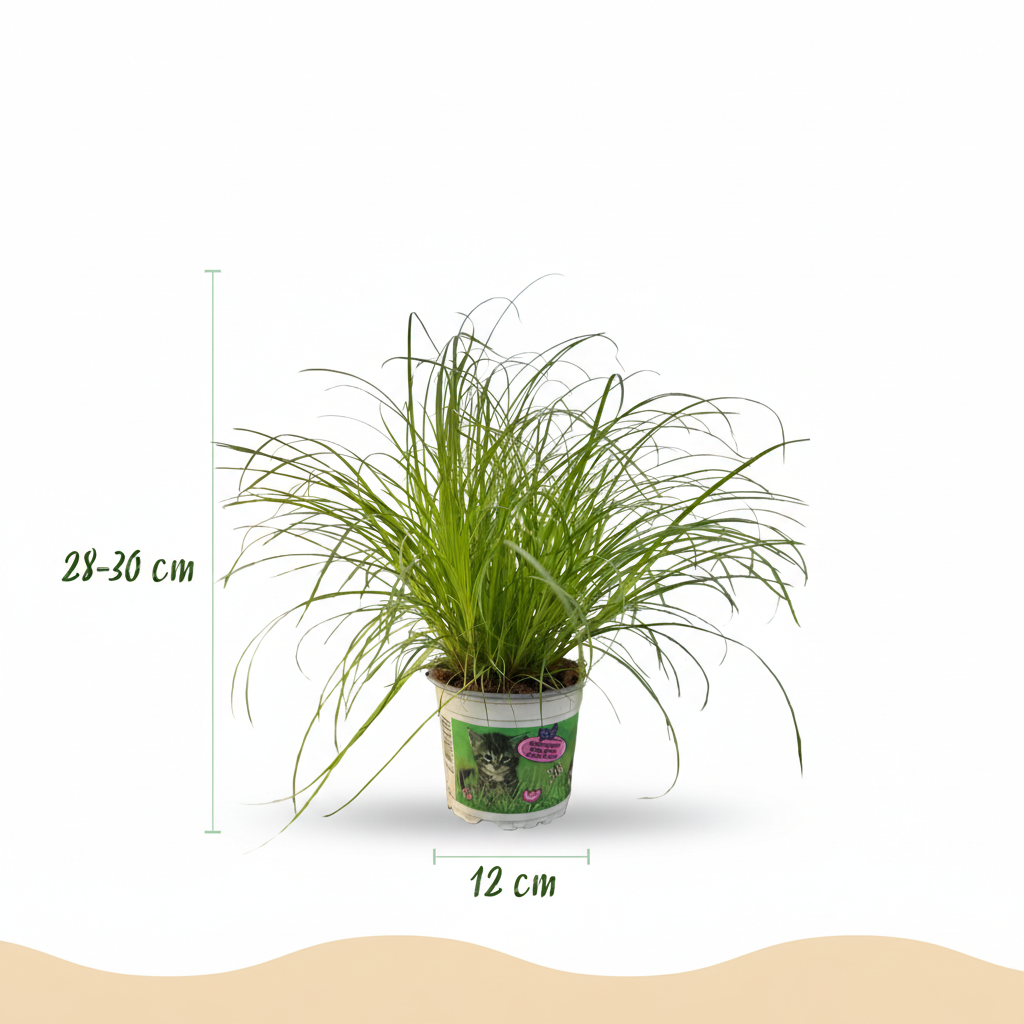 Houseplant - Cyperus alternifolius Zumula - Cat Grass - Pet-Friendly Plant - Green - 1 Plant - with Pot White - Pot 12cm - Height 20cm