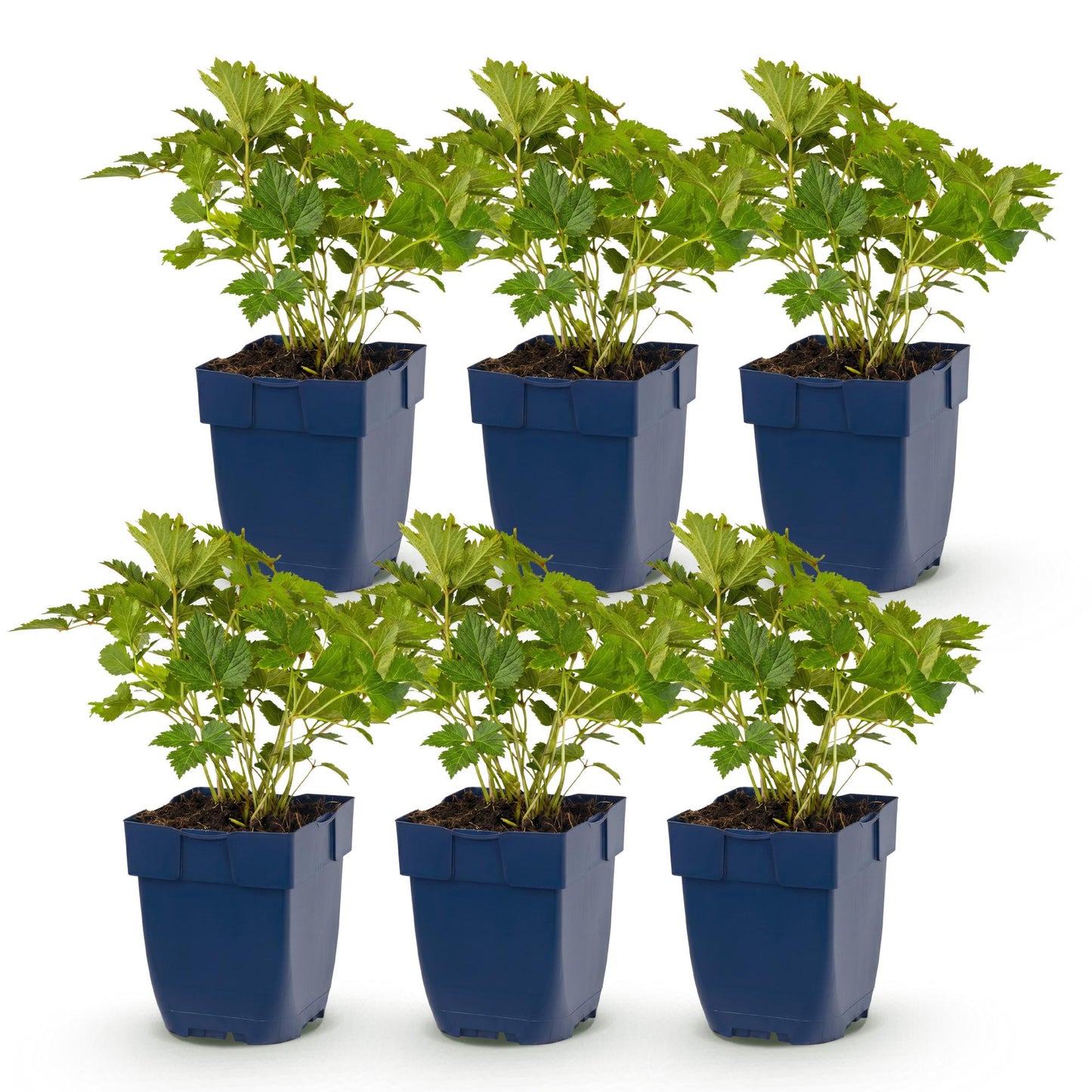 Green boutiQ - Plante vivace - Astilbe chin. Pumila - Astilbe - Ombre - Violet - 6 Plantes - Pot 11cm - Hauteur 15-25cm