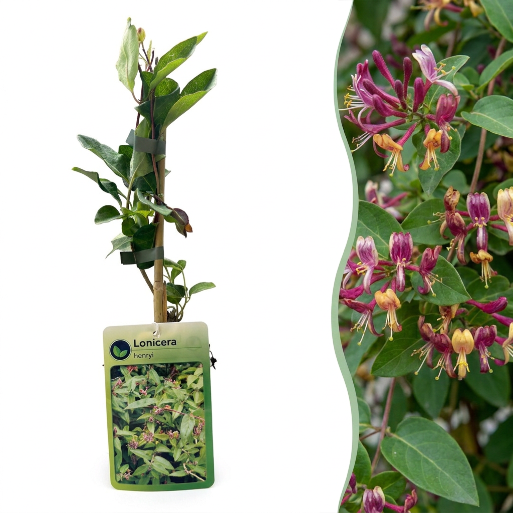 6x Lonicera henryi - Henry's honeysuckle - Yellow - Red - Climbing plant - Ø9cm - ↕35cm