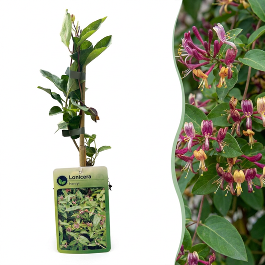 6x Lonicera henryi - Henrys Geißblatt - Gelb - Rot - Kletterpflanze - Ø9cm - ↕35cm