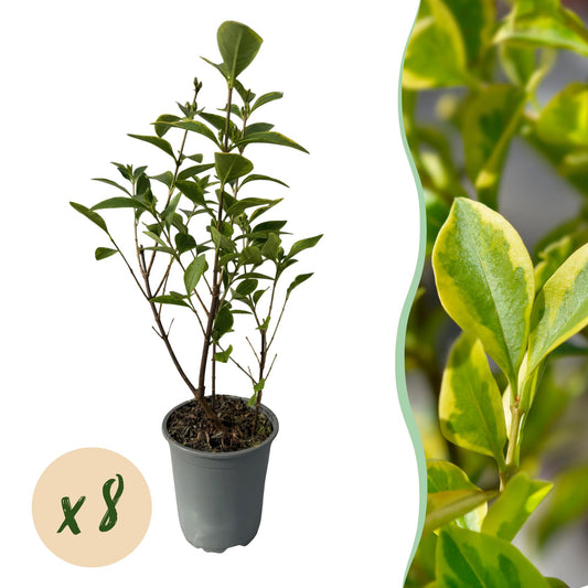 Green boutiQ - 8x Ligustrum ovalifolium Aureum - Ligustro variegato - Piante da siepe - Sempreverde - Variegato - Vaso 9cm - Altezza 35-45cm