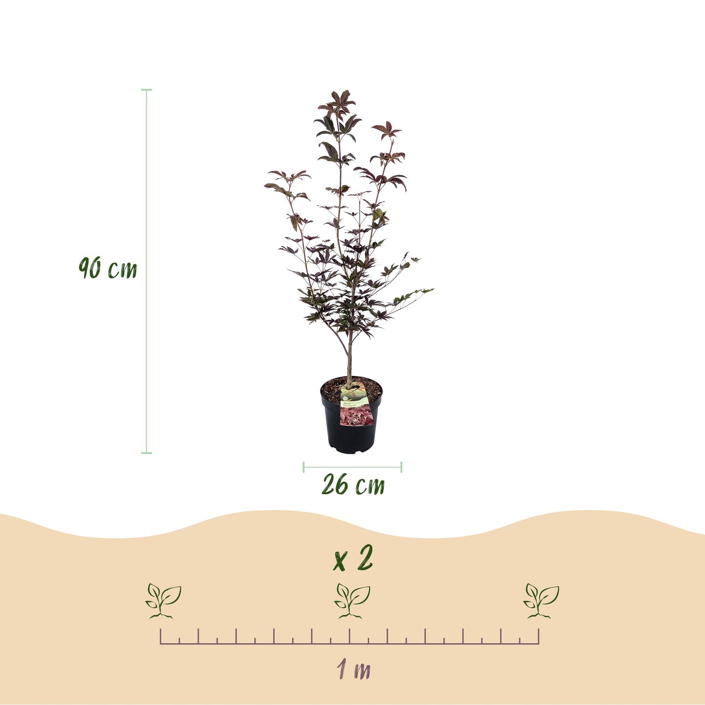 Garden plant - Acer palmatum Bloodgood - Japanese Maple - Deciduous - Red - 1 - Pot 26cm - Height 90cm