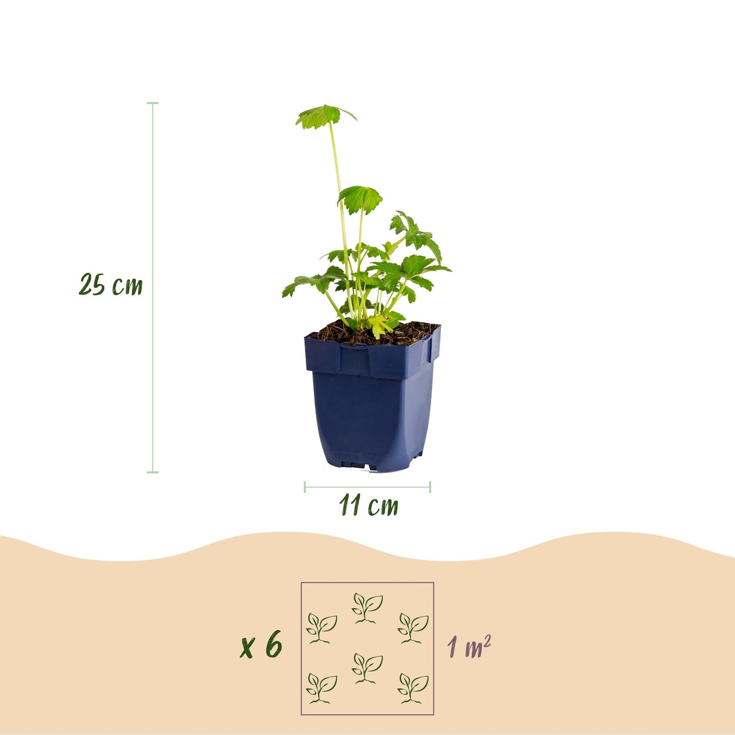 Perennial - Astrantia major - Masterwort - Shade - White-Pink - 6 Plants - 11cm Pot - Height 15-25cm