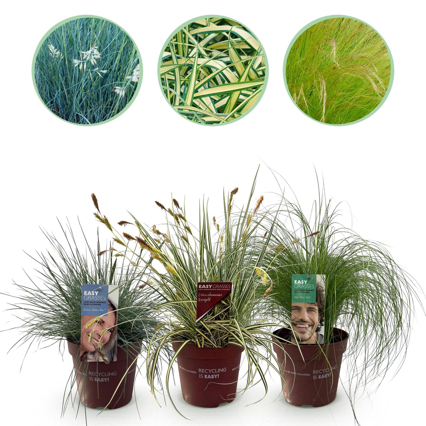 Green boutiQ - Ornamental Grasses - 3 Plants - Blue - Yellow - Green - Evergreen - Winter Hardy - Pot 17cm Height 50cm