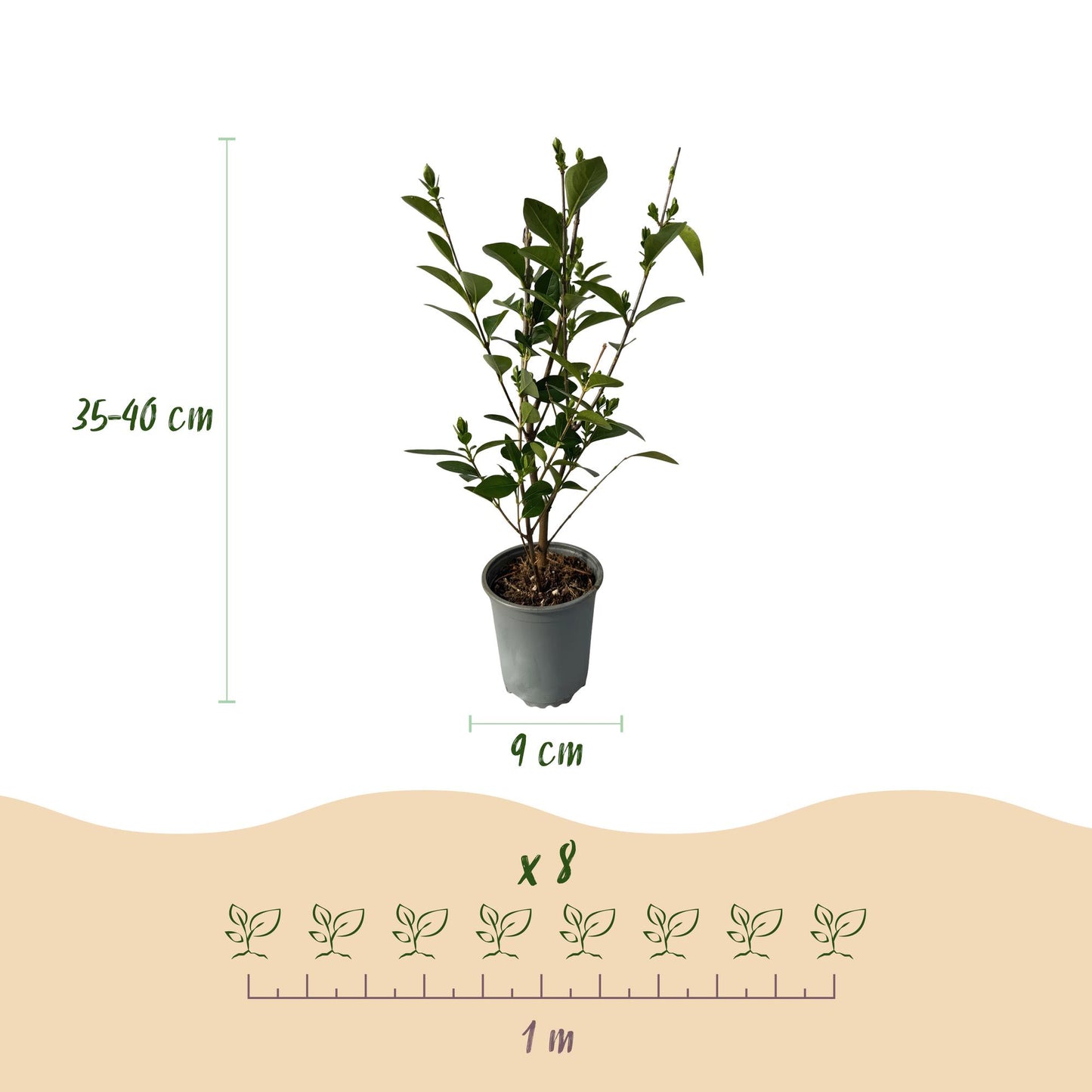 Green boutiQ - 8x Ligustrum ovalifolium - Common Privet - Hedge Plants - Evergreen - Green - 9cm Pot - Height 35-45cm