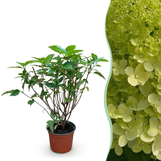 Pianta da Giardino - Hydrangea paniculata Limelight - Ortensia Paniculata - Resistente al Freddo - Verde Lime - 1 Pianta - Vaso 12cm - Altezza 20-30cm