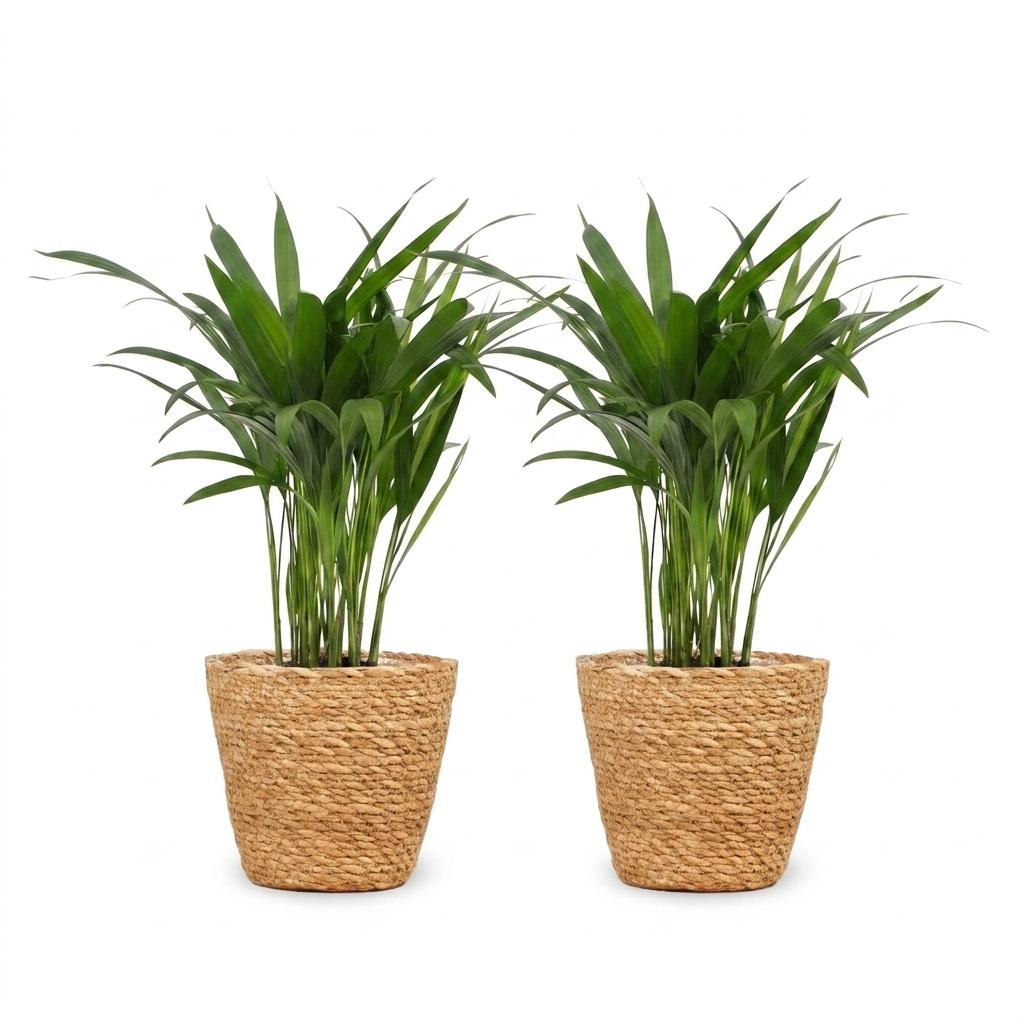 Areca Lutescens - Golden Cane Palm - 2 Plants - with Seagrass Basket - Pot 12cm - Height 45cm
