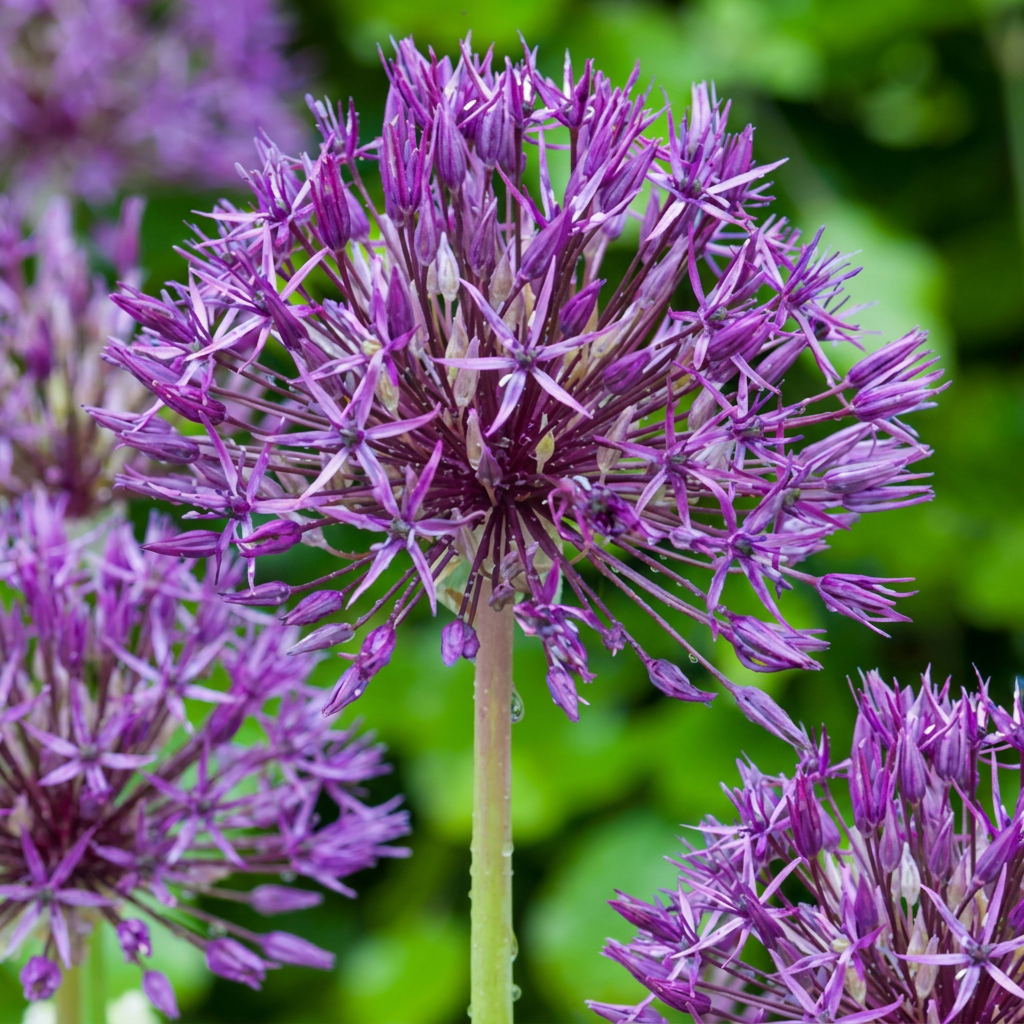 80x Allium Purple Rain - Sierui - Paars - Zomerbloeier - Bolmaat 10/12