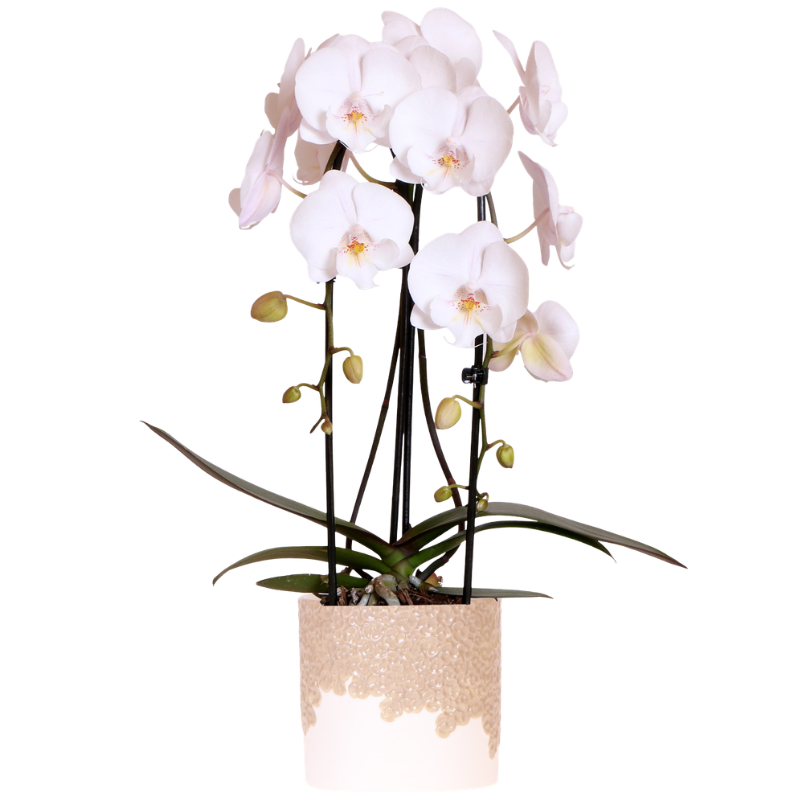 Kolibri Orchids | Witte Niagara Falls orchidee + Bloom sand sierpot – potmaat Ø12cm | bloeiende kamerplant – vers van de kweker