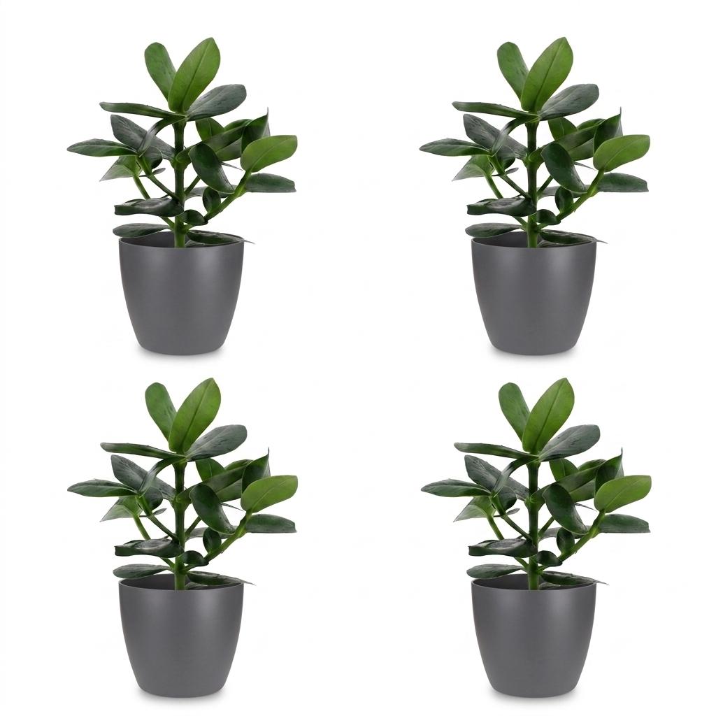 Clusia Princess - Clusia - 4 Plants - with Grey Pot - Pot 12cm - Height - 40cm