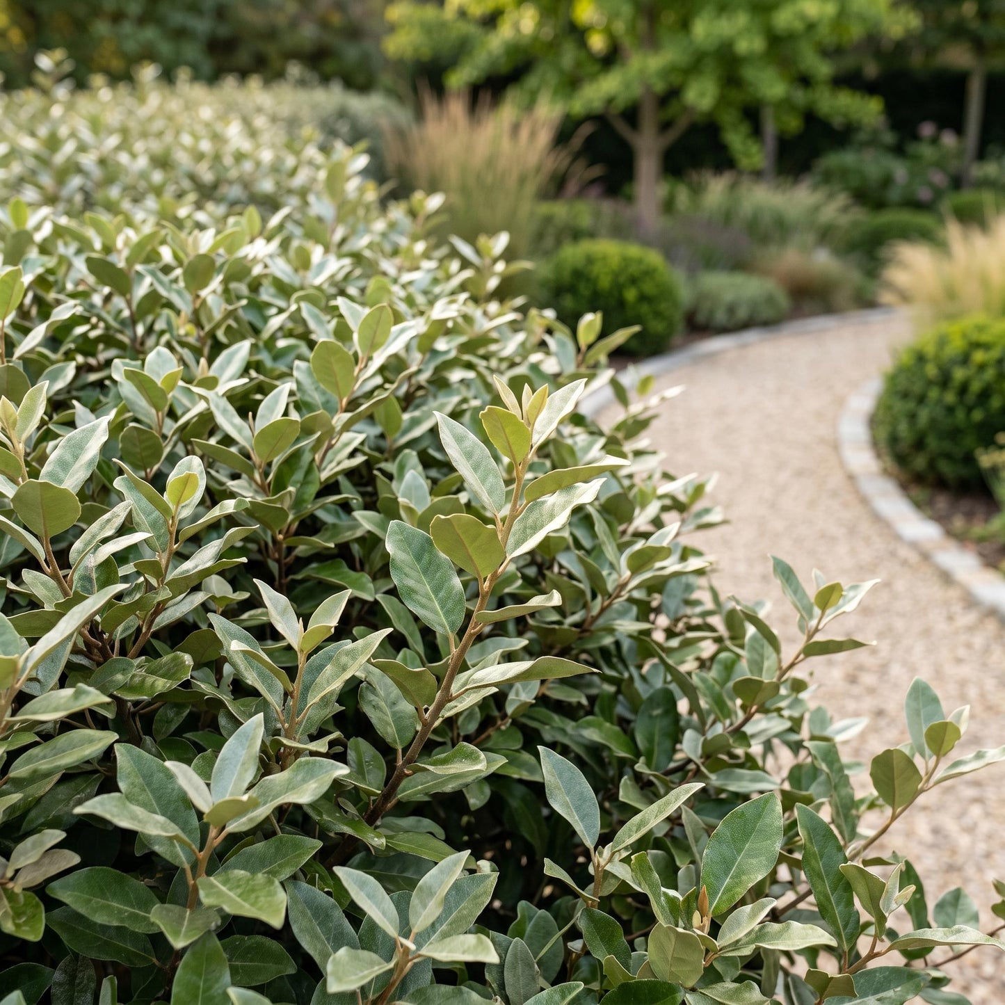 Green boutiQ - 8x Elaeagnus ebbingei Compacta - Oleaster - Hedge Plants - Evergreen - Grey - Pot 9cm - Height 25-35cm
