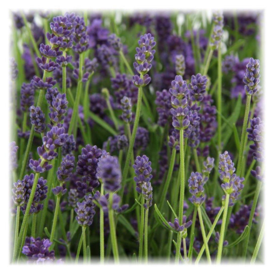 Lavandula angustifolia Felice® - 12 cm pot - Set of 6 Real Lavender plants