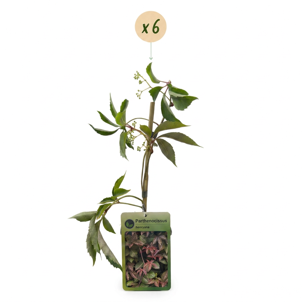 6x Parthenocissus henryana - Chinese wingerd - Groen - Klimplant - Ø9cm - ↕35cm