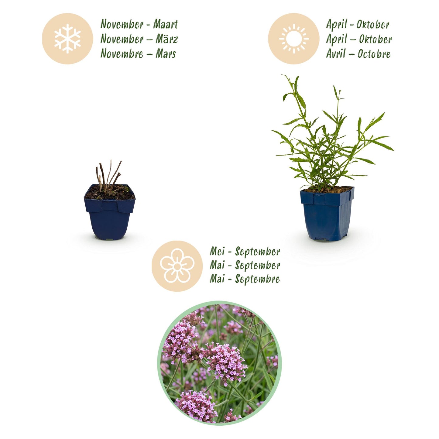 Green boutiQ - Plante vivace - Verbena bonariensis Lollipop - Verveine de Buenos Aires - Attire les abeilles et les papillons - Violet - 6 Plantes - Pot 11cm - Hauteur 15-25cm