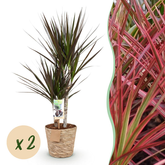 Green boutiQ - Houseplants - Dracaena Magenta - Dragon Blood Tree - Low maintenance - with basket - Red - 2 Plants - Pot 17cm - Height 70-80cm