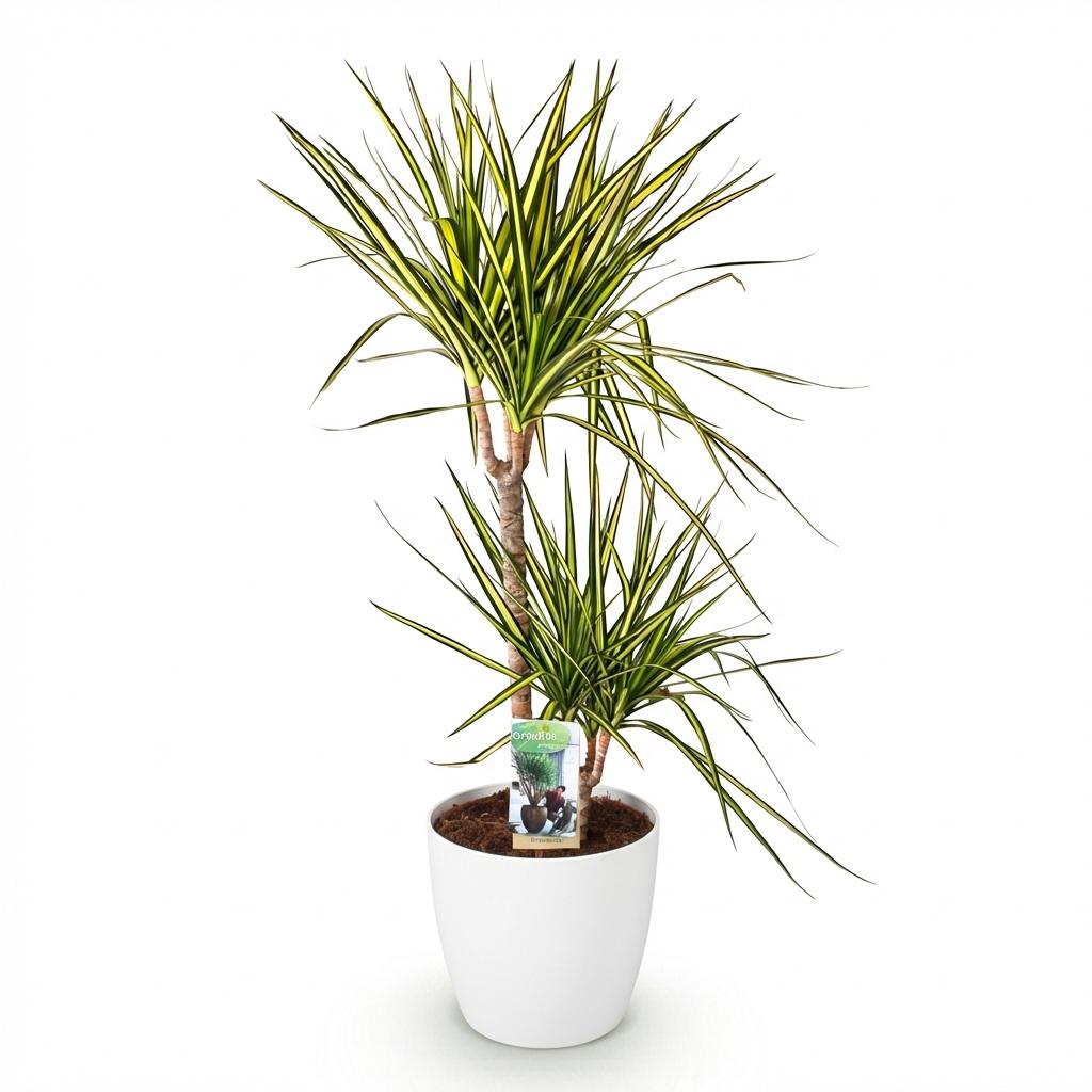 Green boutiQ - Houseplants - Dracaena Sunray - Dragon Blood Tree - Low maintenance - Green - yellow - 1 Plant - with Potter White - Pot 21cm - Height 90-100cm