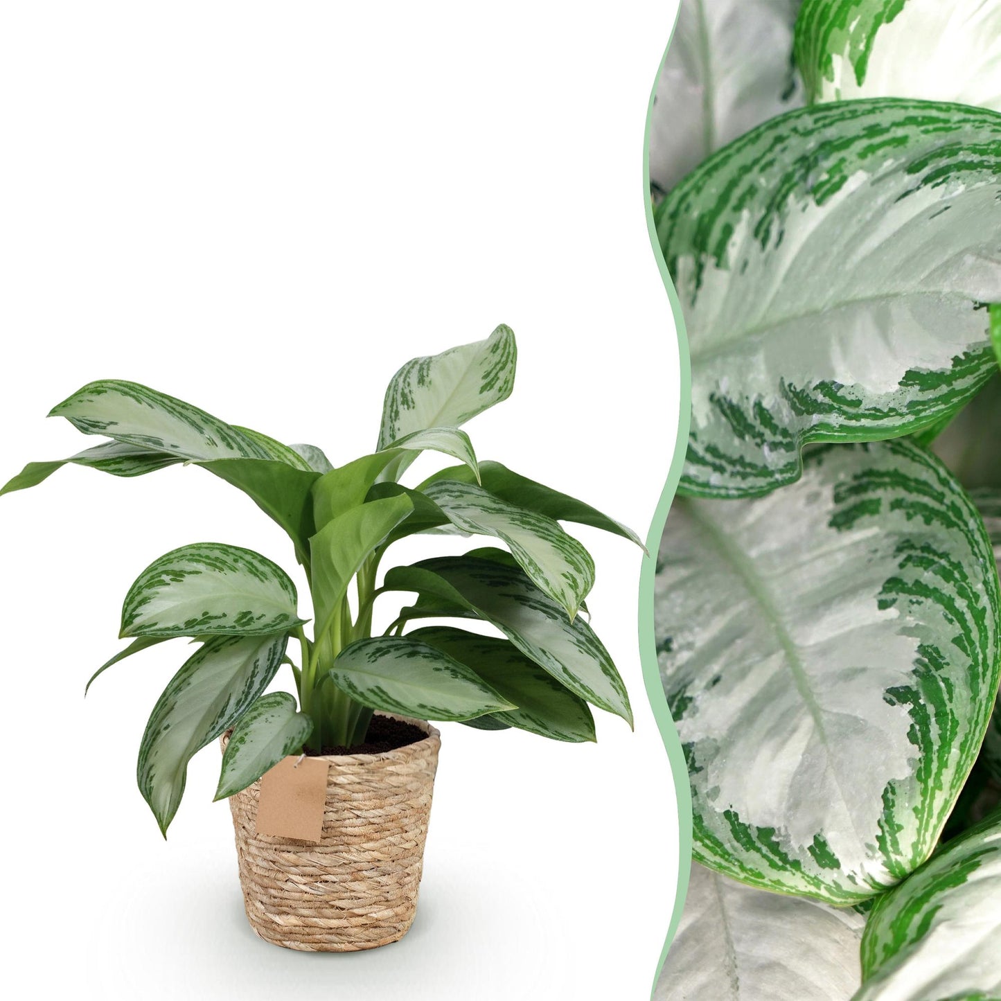 Green is... Houseplants - Aglaonema Silver Bay - Silver Leaf - Low maintenance - with basket - Green - 1 Plant - Pot 17cm - Height 70-75cm