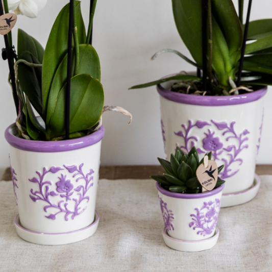 Kolibri Orchids | Orchidea viola Vienna + Malaga vaso decorativo Lila - dimensioni vaso Ø9cm | pianta da appartamento fiorita - fresca dal coltivatore