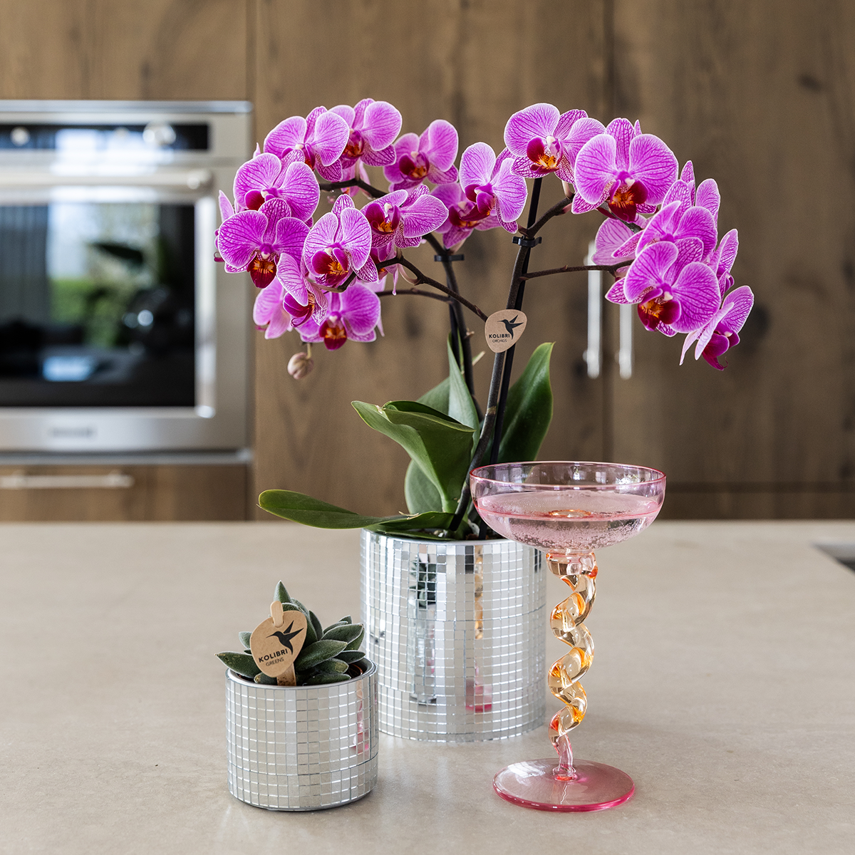Kolibri Company | Disco Plant Set | Purple Vienna Orchid Ø9cm + Succulent incl. ceramic decorative pots