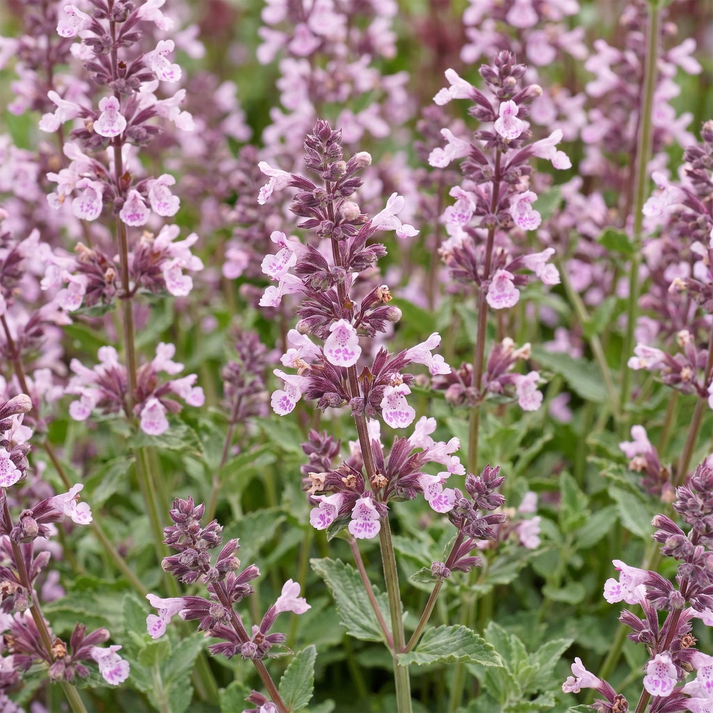 Green boutiQ - Plante vivace - Nepeta sib. Wild Orchid - Herbe à chat - Attire les abeilles et les papillons - Rose - 12 Plantes - Pot 11cm - Hauteur 15-25cm