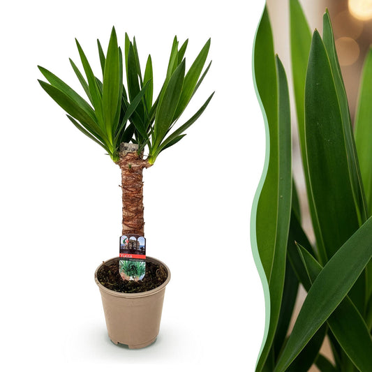 Houseplant - Yucca elephantipes - Yucca - Low maintenance - Green - 1 - Pot 14cm - Height 55cm