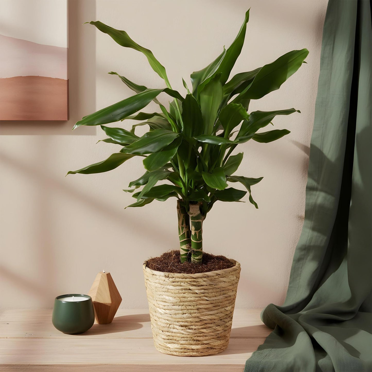 Green BoutiQ - Green is... Houseplants - Dracaena fragrans Steudneri - Dragon Blood Tree - Low maintenance - with basket - Green - 1 Plant - Pot 17cm - Height 50-55cm