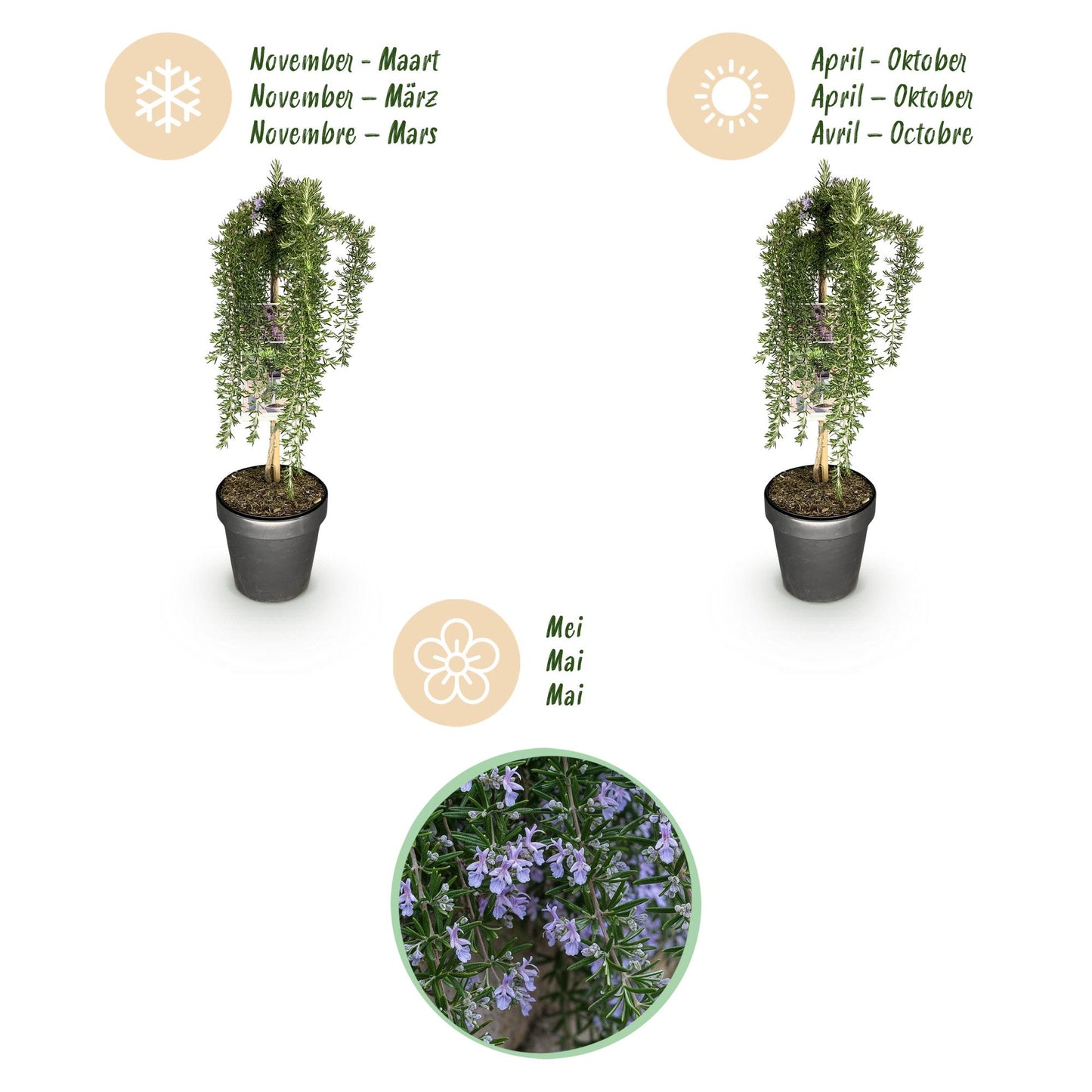Green boutiQ - Pianta su stelo - Rosmarinus officinalis Prostratus - Pianta da patio - Sempreverde - Resistente all'inverno - Fiore viola - Vaso 19 cm Altezza 90 cm