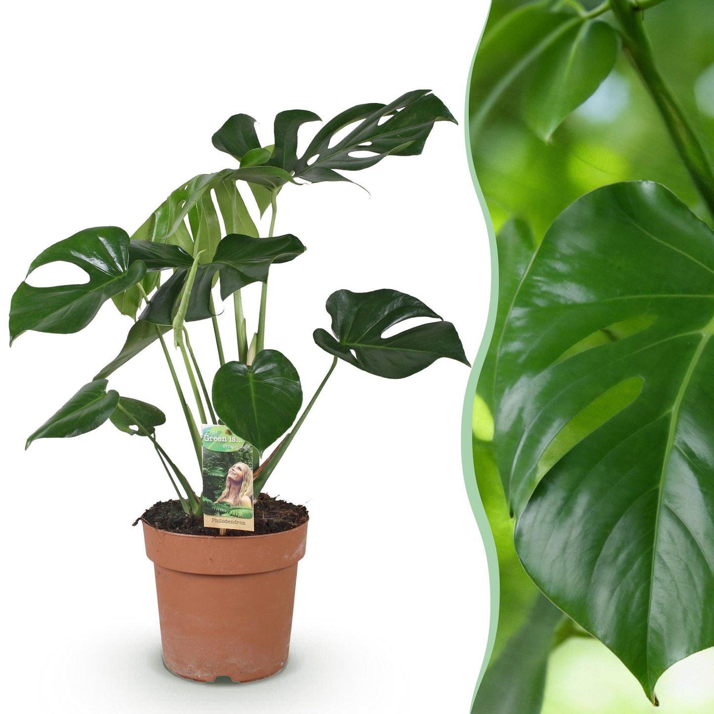 Green is... Houseplants - Monstera Deliciosa - Swiss Cheese Plant - Low maintenance - Green - 1 Plant - Pot 17cm - Height 50-55cm