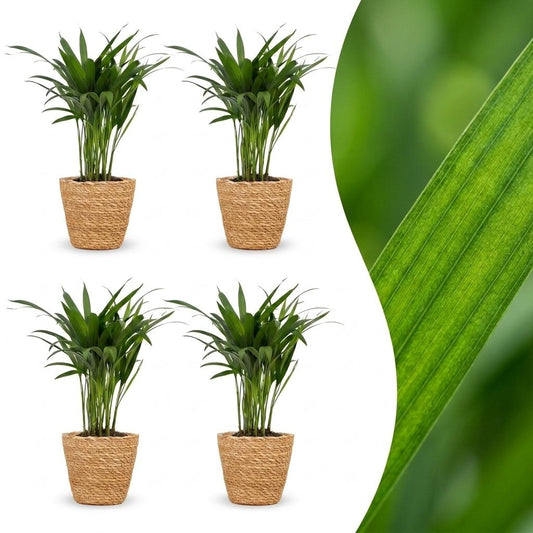 Areca Lutescens - Goudpalm - 4 Planten - met Mand - Pot 12cm - Hoogte - 45cm