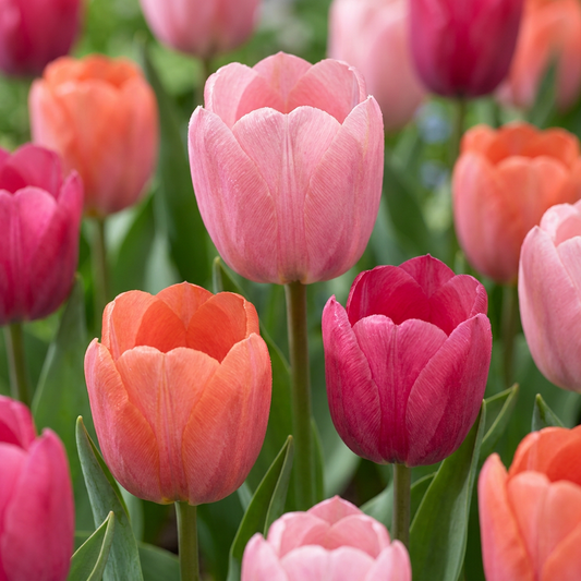160x Tulipa Positive Vibe - Tulip Positive Vibe - Miscellaneous - Spring Bloomer - Bulb size 11/12