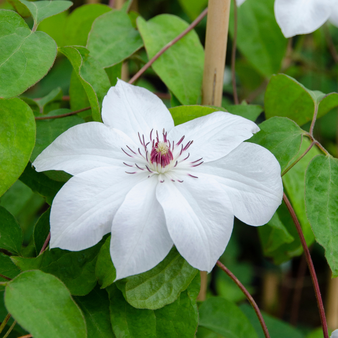 3x Clematis 'Miss Bateman' – P9 pot – elegant white-flowering climbing plant