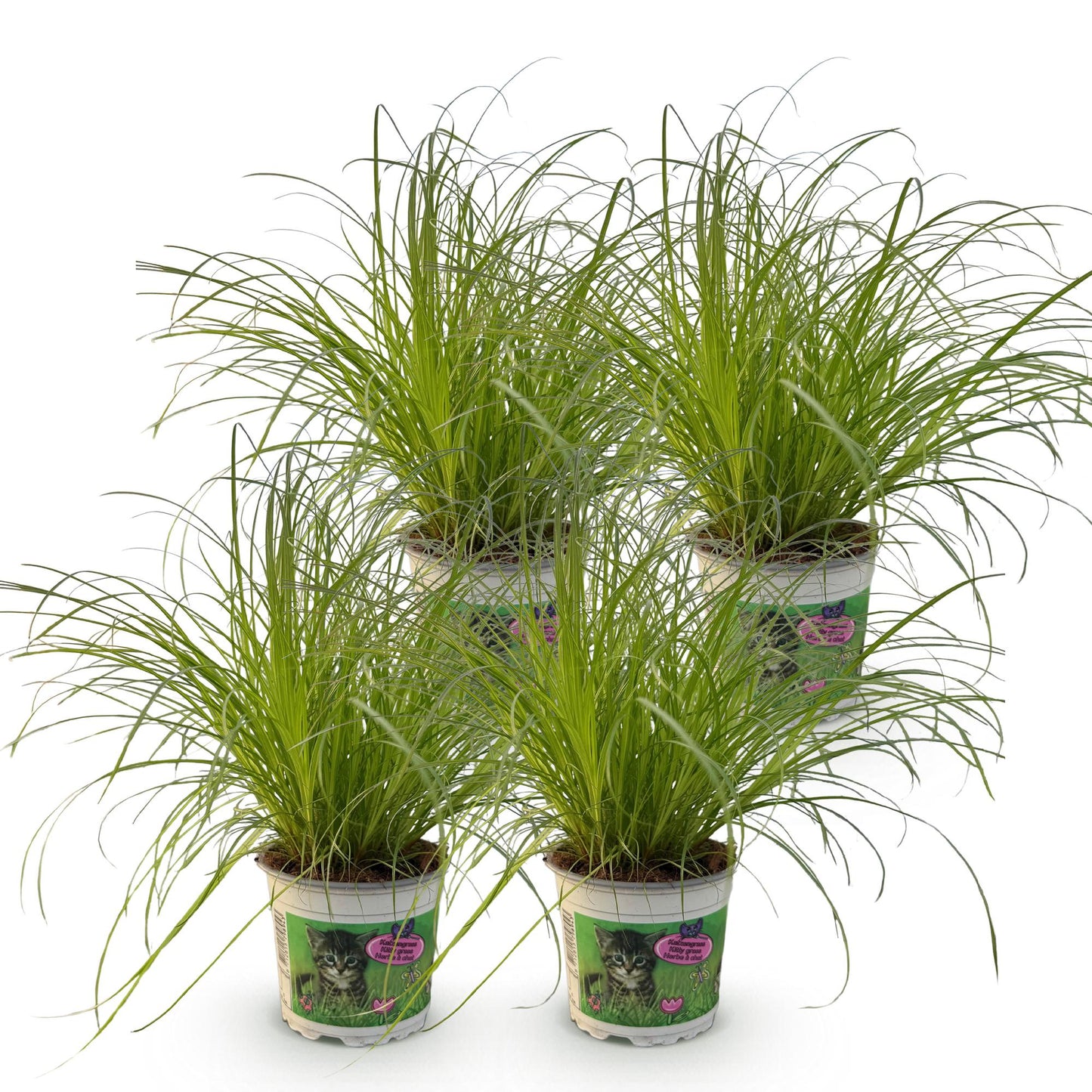 Green boutiQ - Houseplant - Cyperus alternifolius Zumula - Cat grass - Pet-friendly - Green - 4 Plants - 12cm Pot - Height 28-30cm