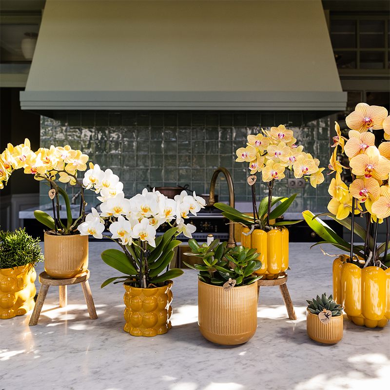 Hummingbird Orchids | Sunny Bunny orchid yellow/pink + Retro ochre decorative pot – pot size Ø12cm | flowering houseplant – fresh from the grower