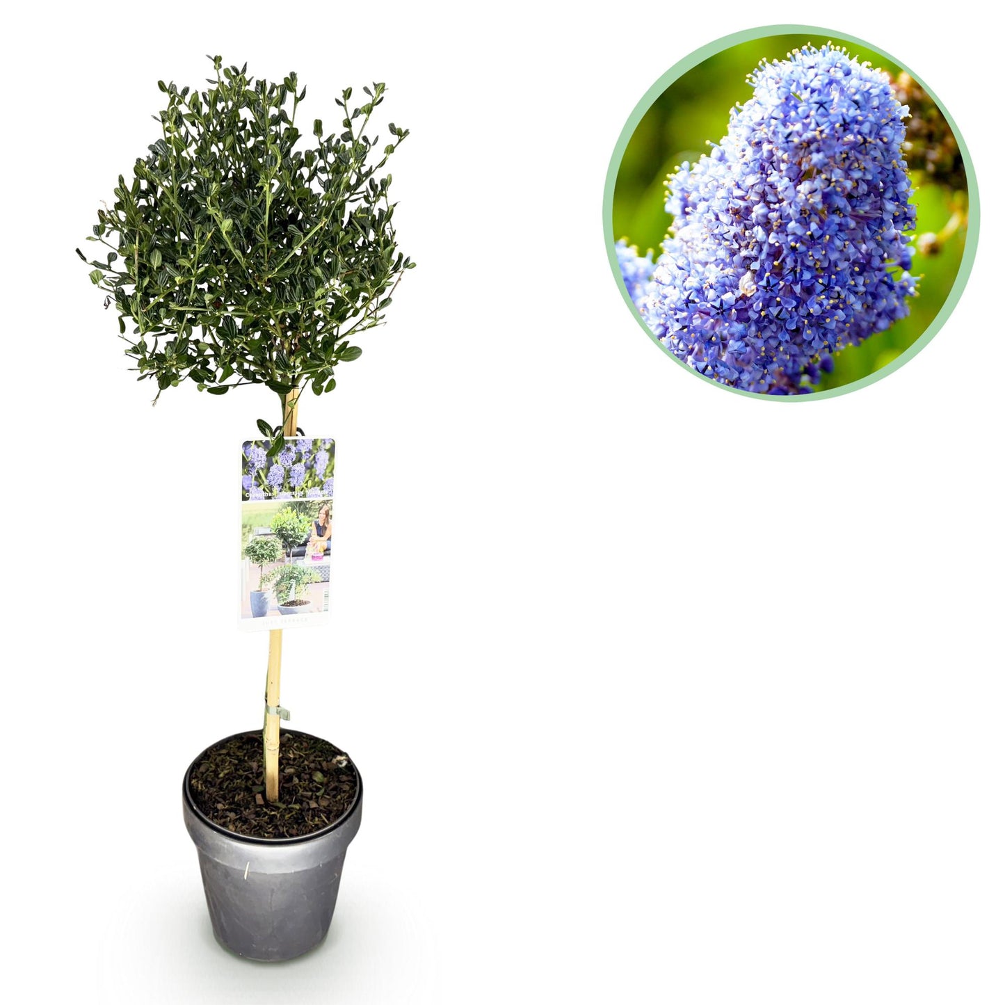 Green boutiQ - Plant on Stem - Ceanothus impressus Victoria - Patio Plant - Evergreen - Winter Hardy - Purple Flower - Pot 19cm Height 90cm