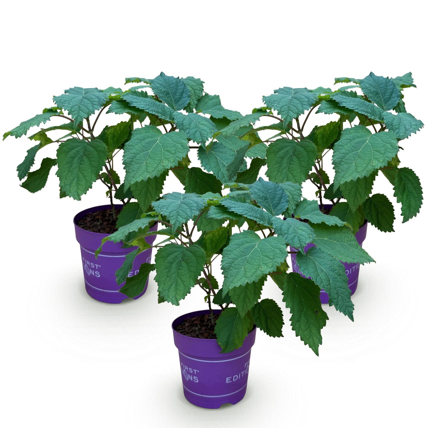 Green boutiQ - Garden Plant - Hydrangea arborescens FlowerWOW - Hydrangea - Hardy - White - 3 Plants - Pot 14cm - Height 20-30cm