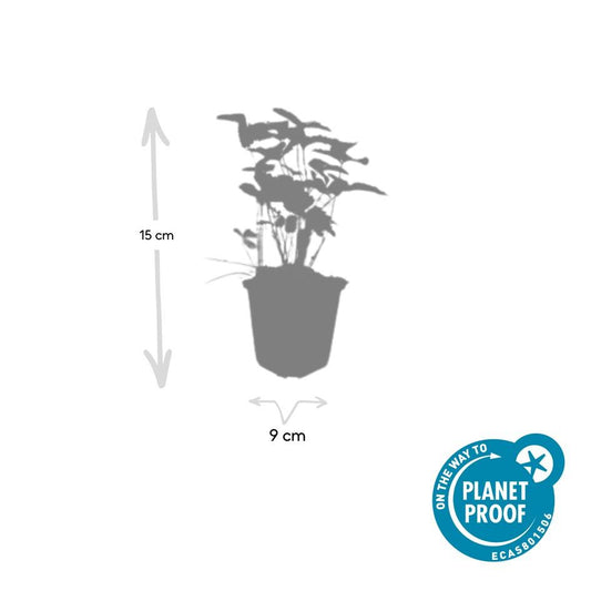 48x Fragaria vesca - ↕10-25cm - Ø9cm