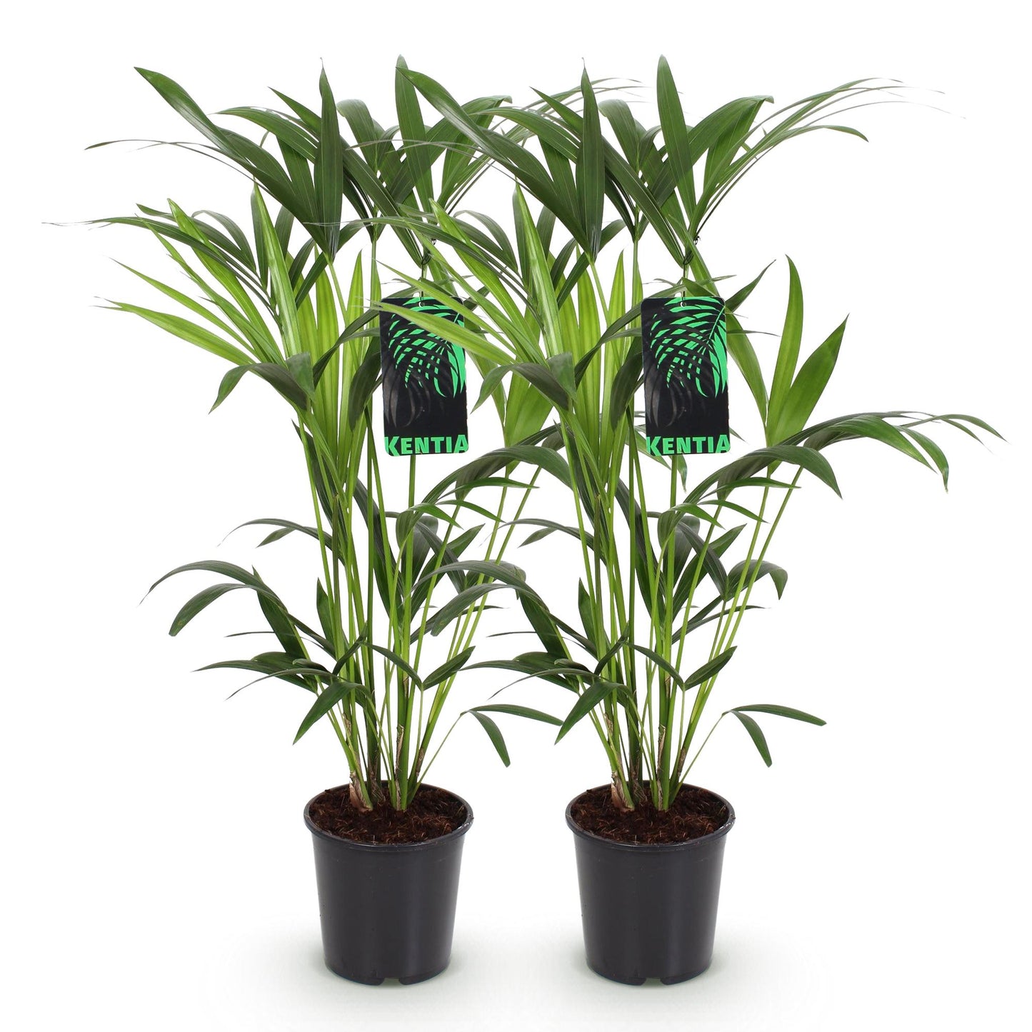 Green boutiQ - Houseplant - Howea Forsteriana - Kentia Palm - Low Maintenance - Green - 2 plants - Pot 19cm - Height 80-85cm