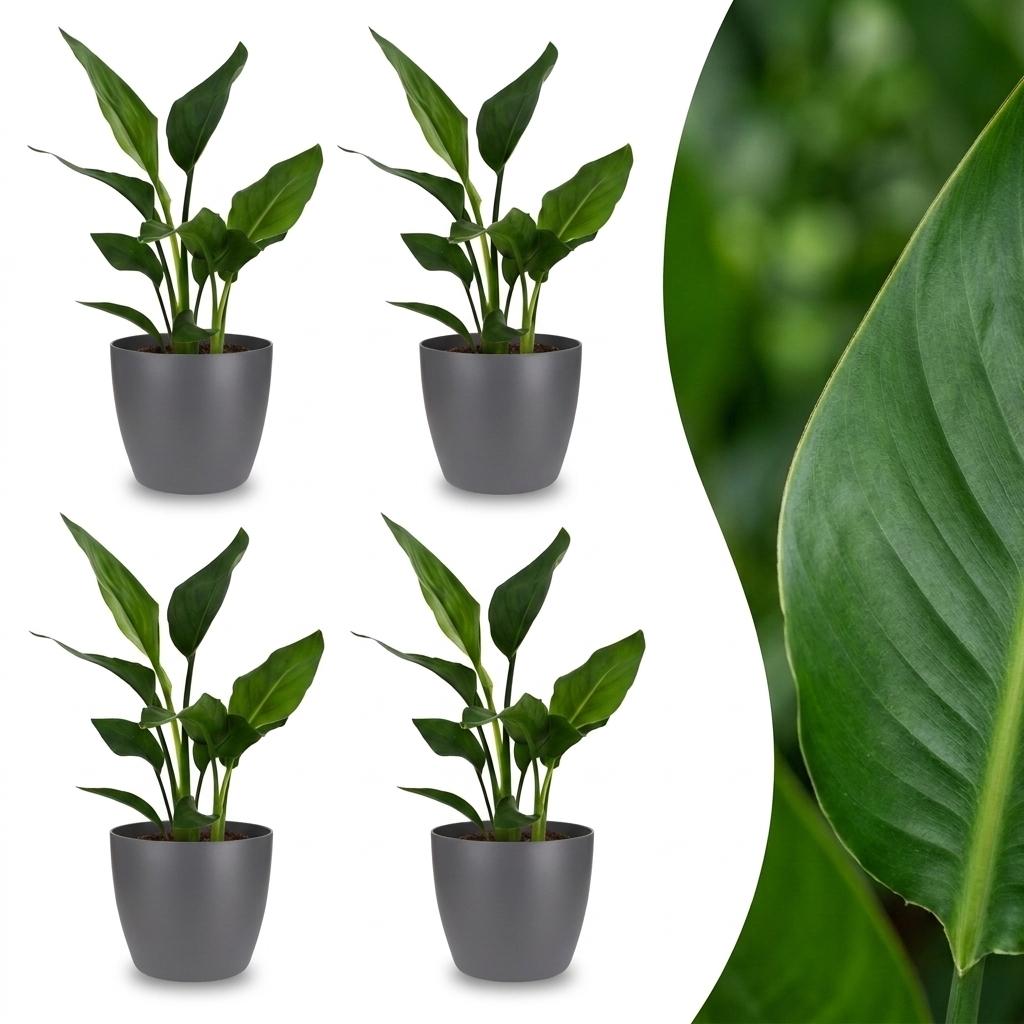 Green boutiQ - Strelitzia Reginea - Bird of Paradise - 4 Plants - with Potter Grijs - Pot 12cm - Height 35cm