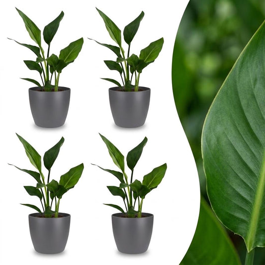 Green boutiQ - Strelitzia Reginea - Bird of Paradise - 4 Plants - with Potter Grijs - Pot 12cm - Height 35cm