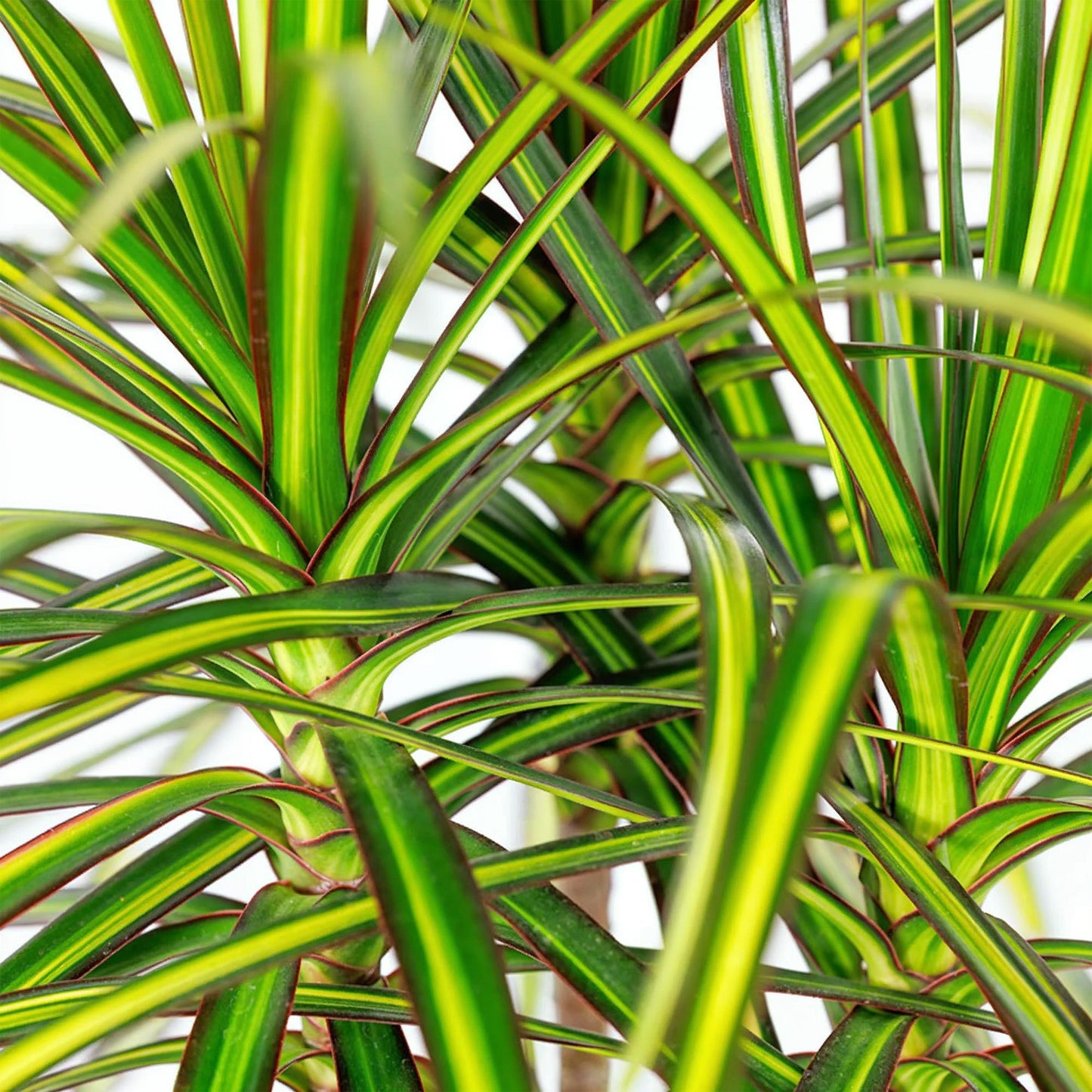 Green BoutiQ - Green is... Kamerplanten - Dracaena Sunray - Drakenbloedboom - Weinig onderhoud - Groen - 2 Planten - Pot 17cm - Hoogte 70-75cm