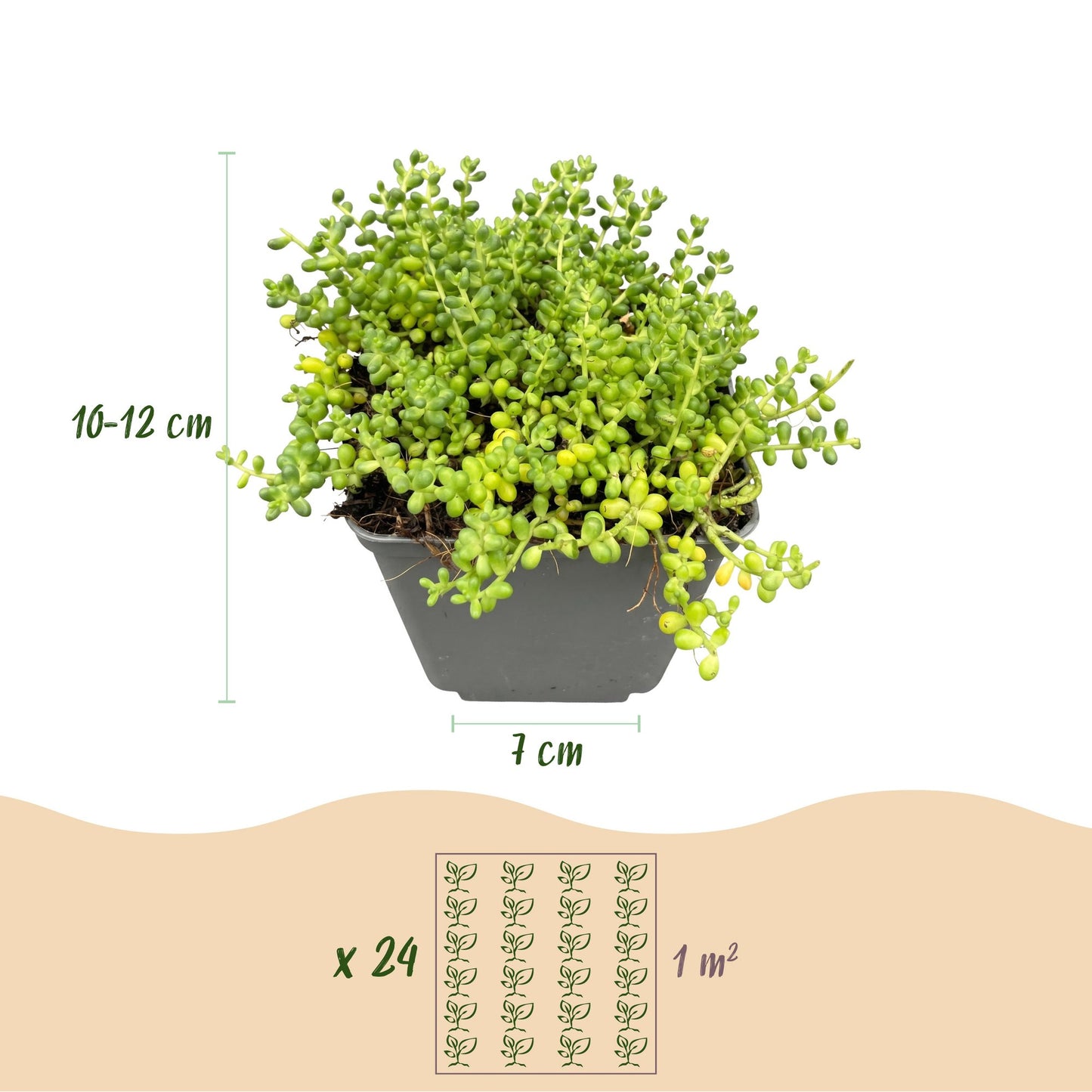 24x - Misto alpino - Ø7cm - ↕10-12cm
