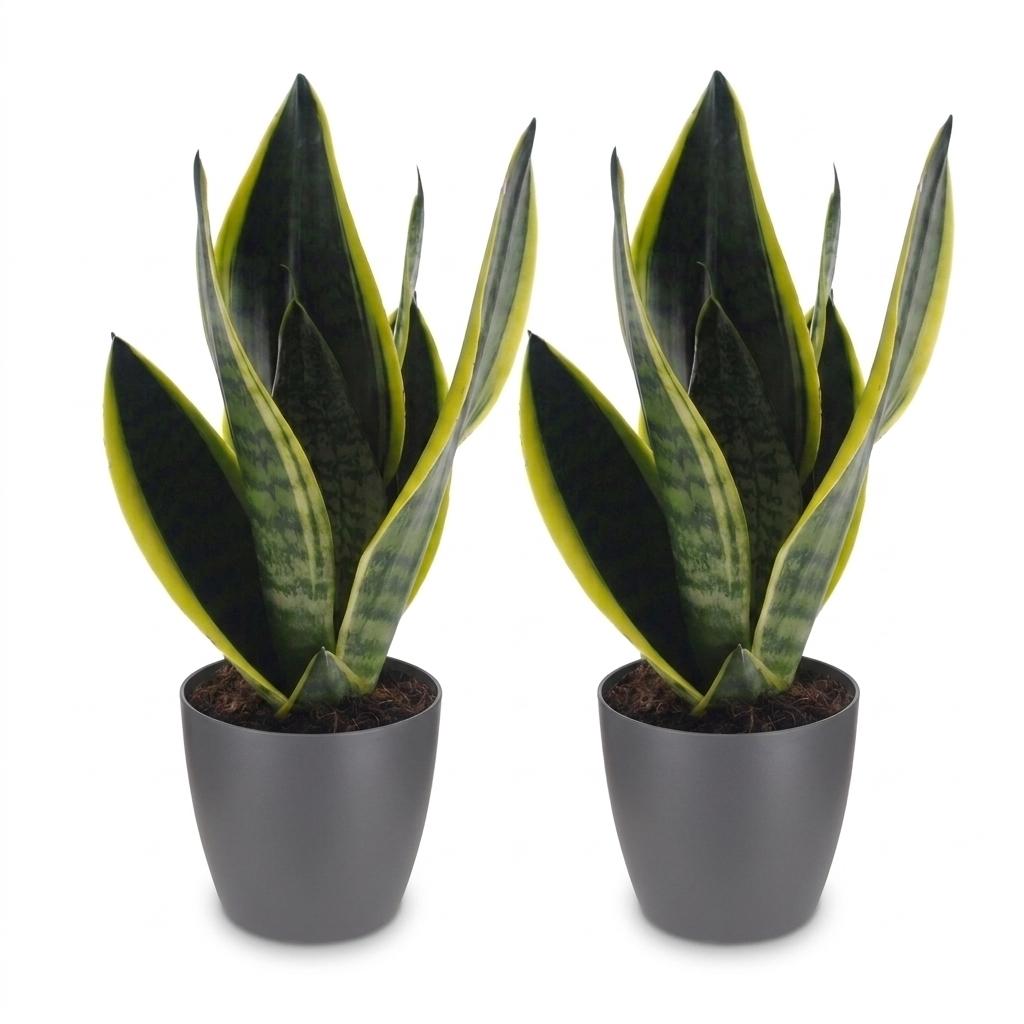 Sansevieria Future Superb - Vrouwentong - 2 Planten - met Potter Grijs - Pot 12cm - Hoogte - 35cm