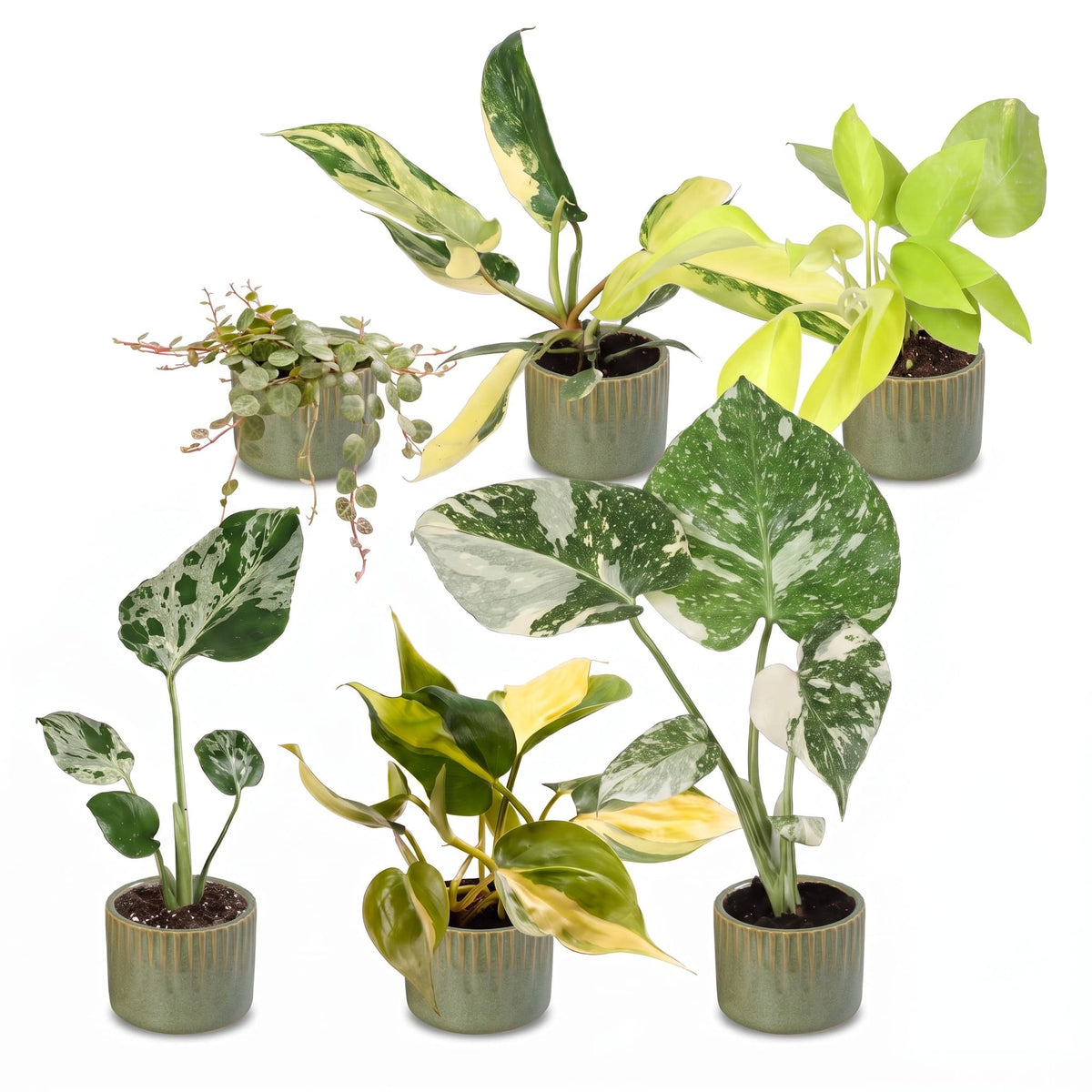6x Baby Tropical Mix - Diversen - Tropisch - incl. Linnea Olive - Ø6cm - ↕10-15cm